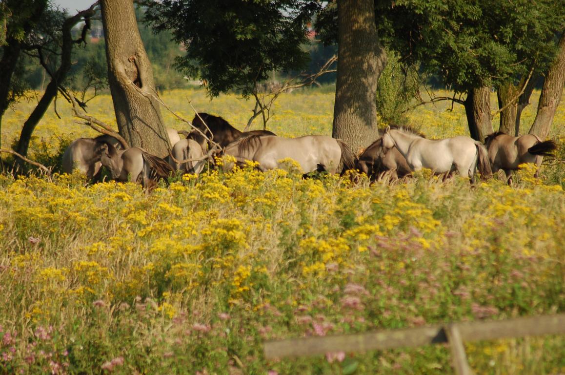 Gruppe Pferde zwischen Bäumen auf wilder Wiese