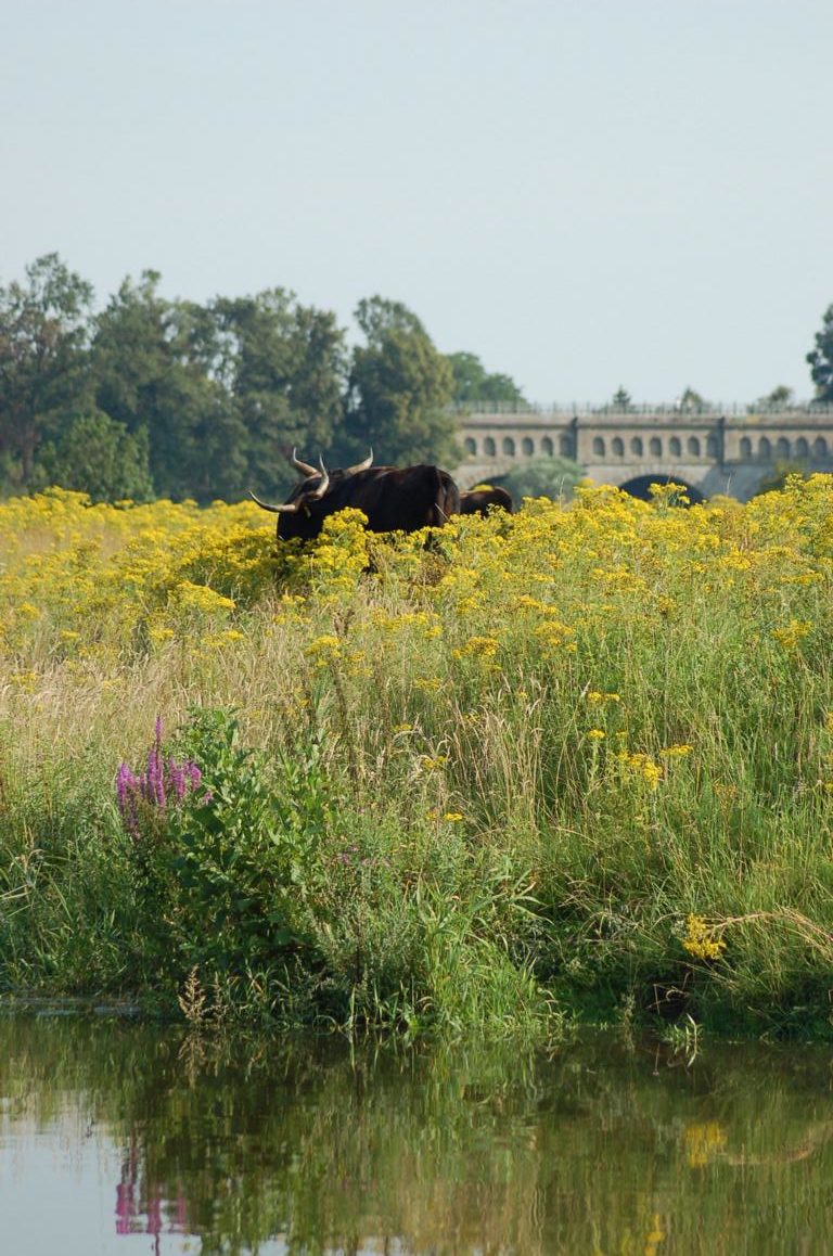 friedliche Idylle grasender Rinder vor alter Brücke am Steverufer